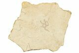 Jurassic Brittle Star Fossil - Solnhofen #244326-1